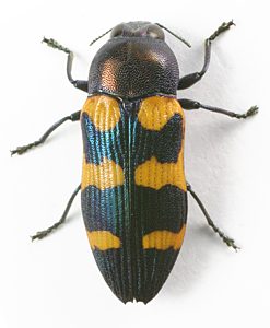 Castiarina vanderwoudeae, PL0168A, female, from Eremophila scoparia, EP, 9.2 × 3.6 mm